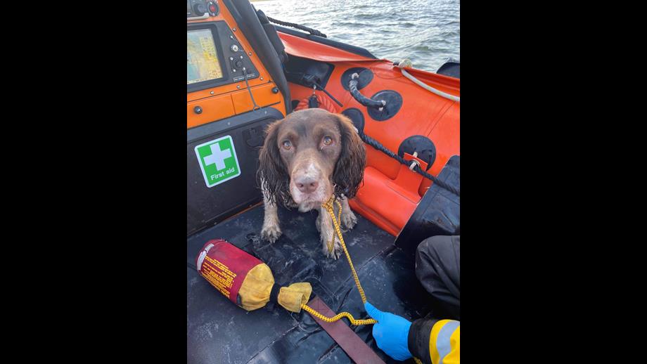 Sammy the spaniel having been recovered into the ILB