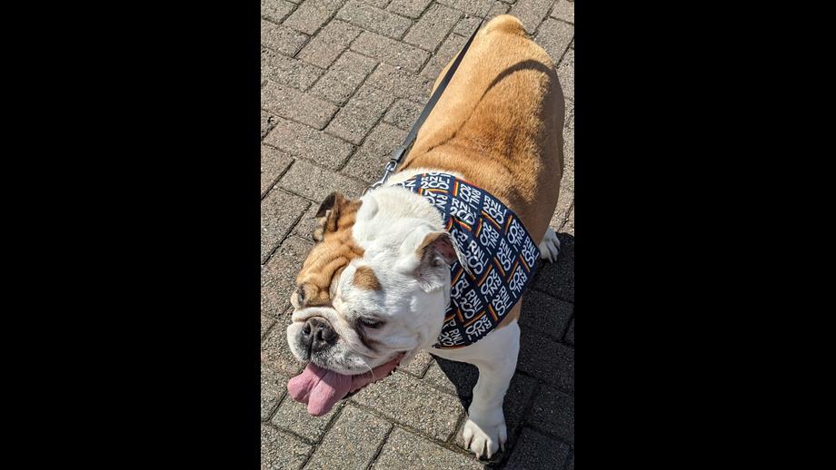 A bulldog wearing an RNLI banner enjoying his day out in the sun