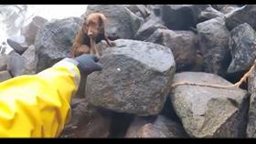 Stella the spaniel