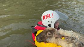Fethard RNLI rescue a sheep