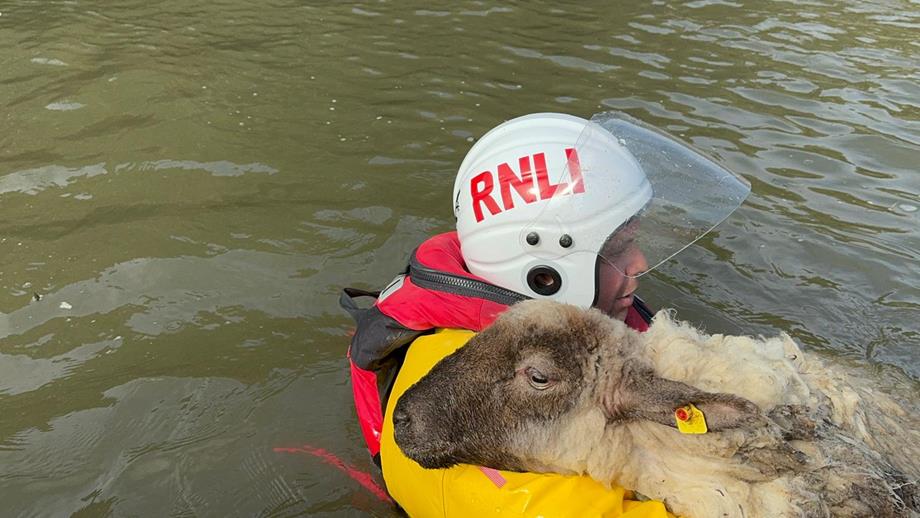 Fethard RNLI rescue a sheep