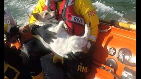 Fethard RNLI rescues dog after fall from cliff