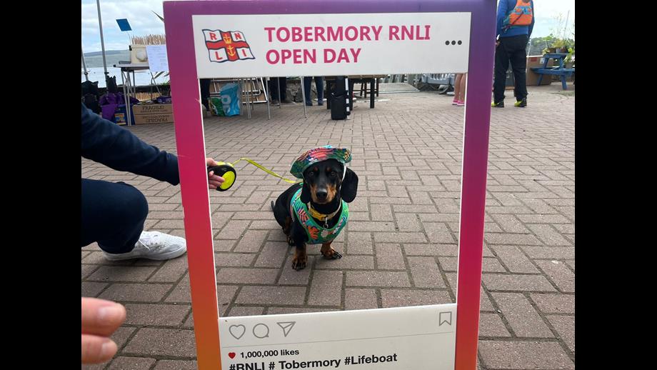 A well-dressed daschund enjoying the day