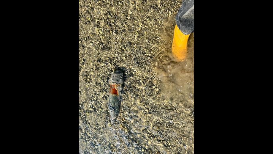 Unexploded ordinance found near Canvey approximately 2 feet long