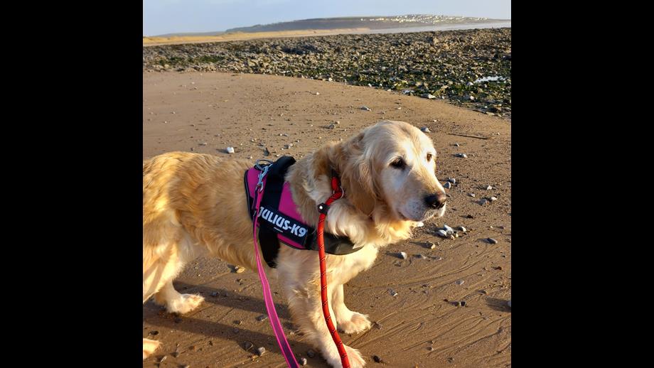 Seren wearing her harness and lead on the beach