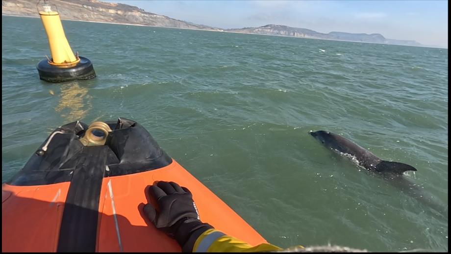 Dolpdhin swimming alongside lifeboat
