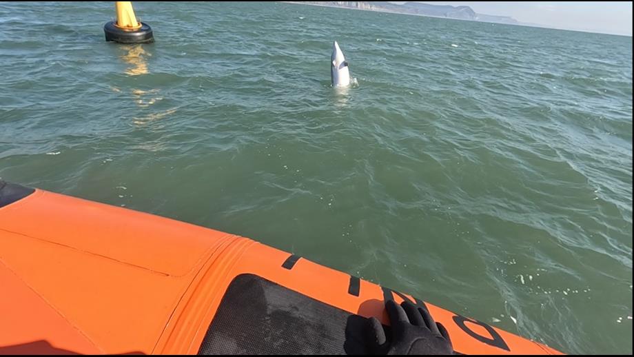 Dolphin at play by lifeboat