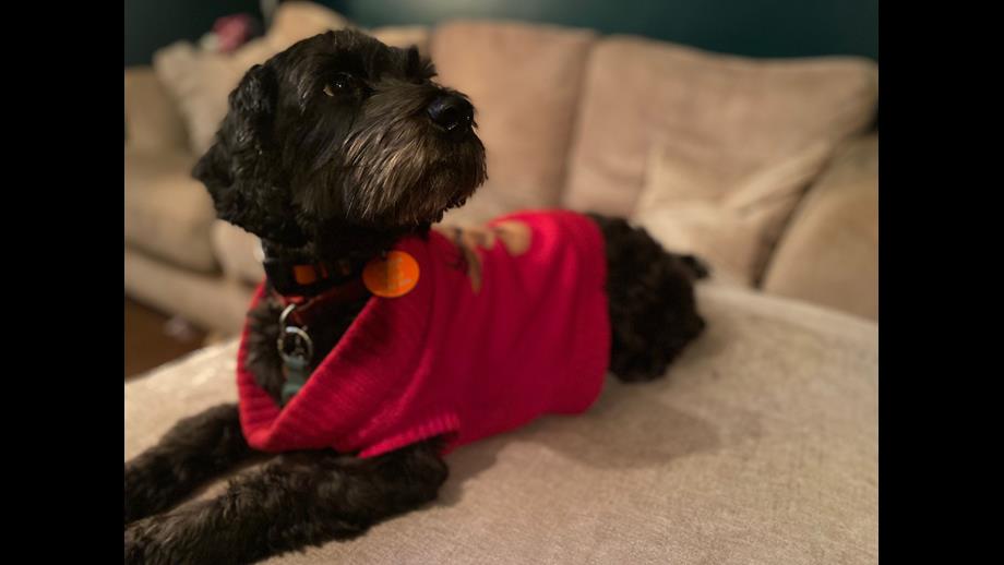 Lola sitting on her family sofa in her red coat