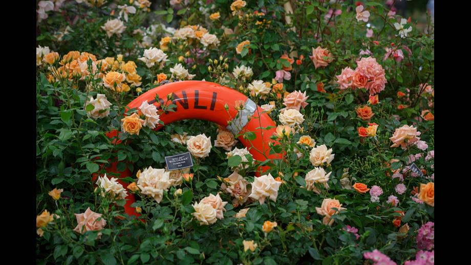 Peter BEales roses stand at 2024 Chelsea Flower Show, launching the RNLI 200 Anniversary rose With Courage bred specially