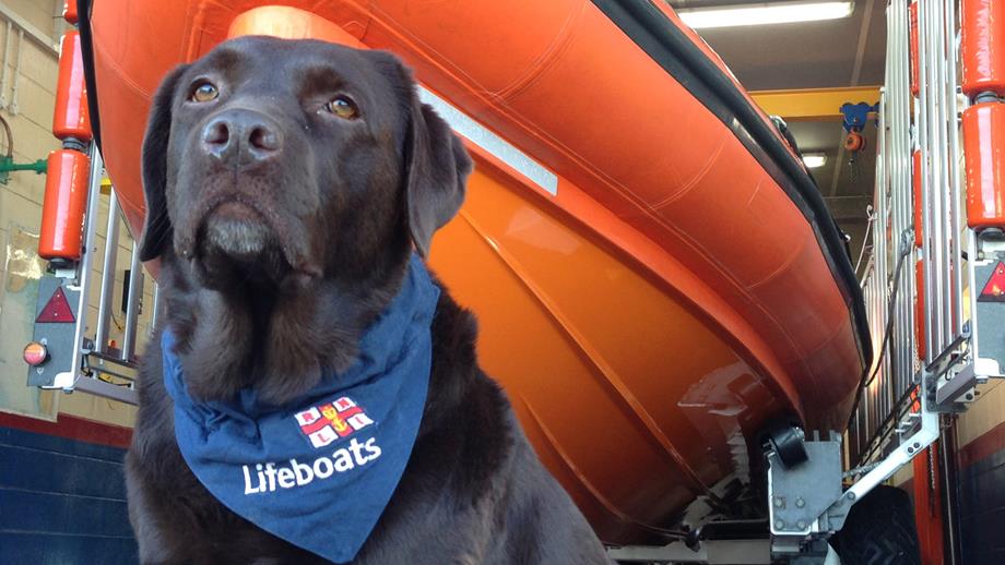 Image of black Labrador wearing an RNLI bandana in front of a lifeboat