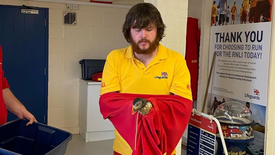 Lifeguard in red and yellow kit holds the injured puffin in his hands, protected by his red RNLI jumper