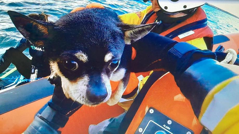A small Chihuahua dog is passed to a crew member onboard an inshore lifeboat  