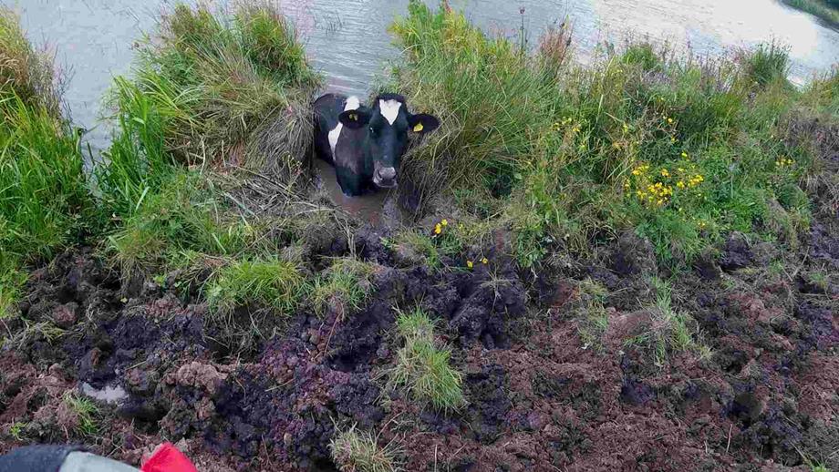 A black and white cow is stuck in a muddy river.