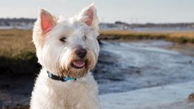 White highland terrier dog Alfie