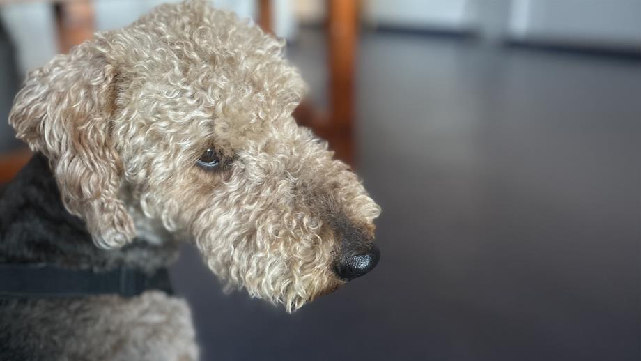 A close-up of Olive the dog inside Wells Lifeboat Station. Olive is an Airedale Terrier with short, curly, silvery fur, floppy ears, big brown eyes and a long snout.