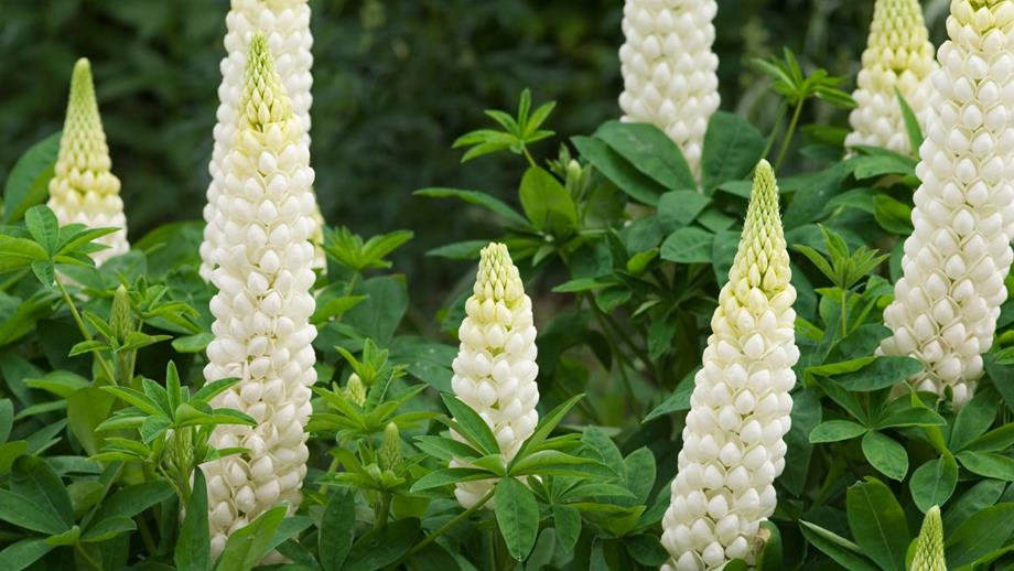 Lupinus 'Polar Princess', a plant with white, upright flowers