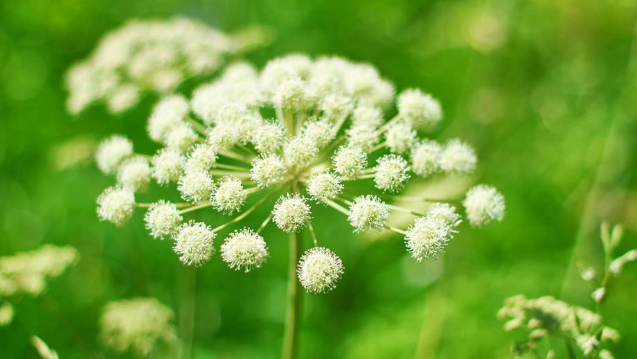 Angelica archangelica, a plant with beautiful white flowers