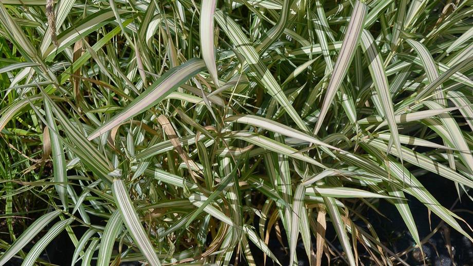Phalaris arundinacea var picta 'Feesey', a type of grass with bold stripes