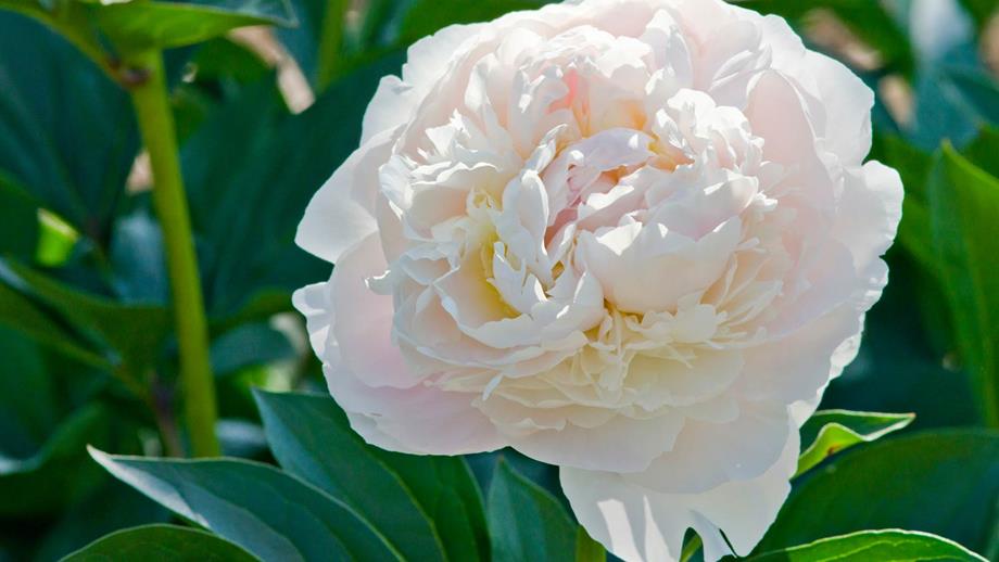 Paeonia lactiflora ‘Duchesse de Nemours’, a plant with huge white flowers