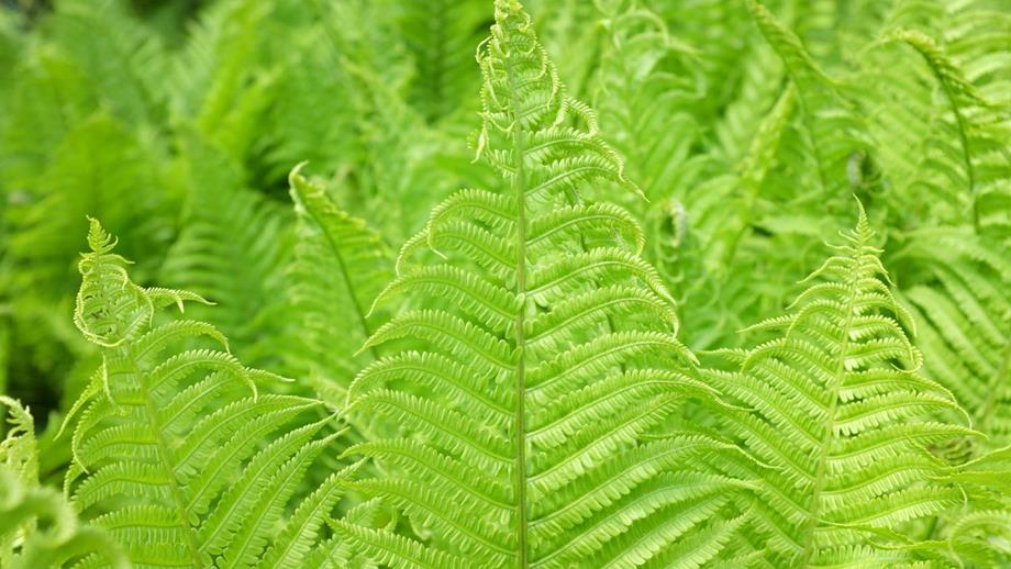 Matteuccia struthiopteris, a type of fern