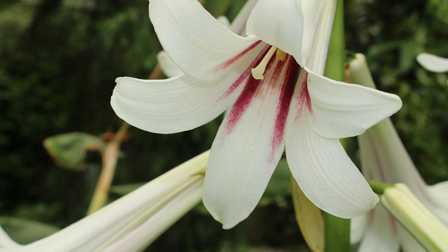 Cardiocrinum giganteum, a beautiful white and pink lily