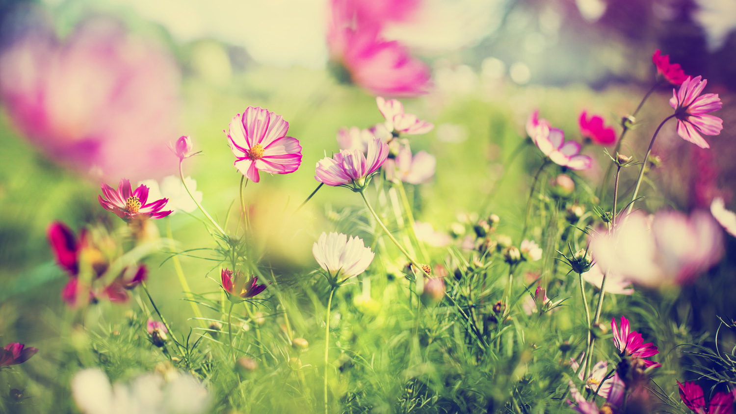 Pink flowers for the RNLI Garden list